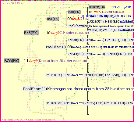 Pedigree of B76(FK) :
four generations presented