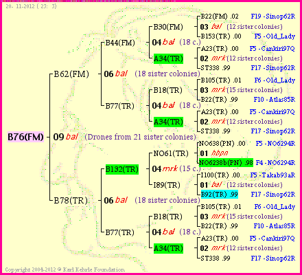 Pedigree of B76(FM) :
four generations presented