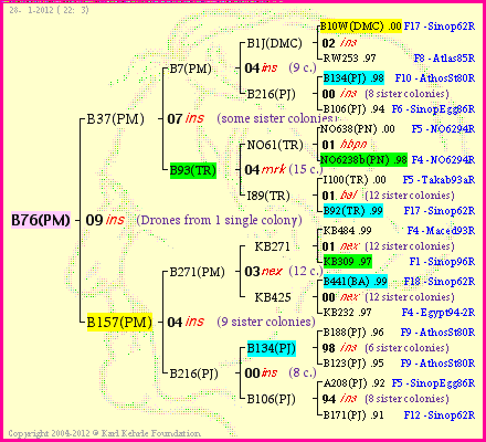 Pedigree of B76(PM) :
four generations presented