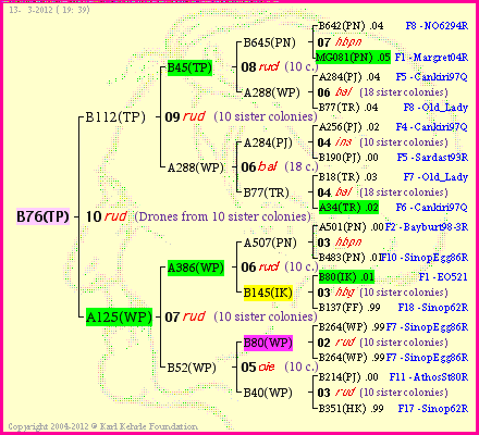 Pedigree of B76(TP) :
four generations presented