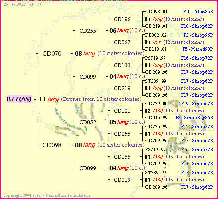 Pedigree of B77(AS) :
four generations presented