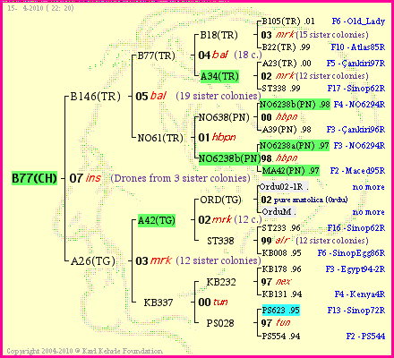 Pedigree of B77(CH) :
four generations presented