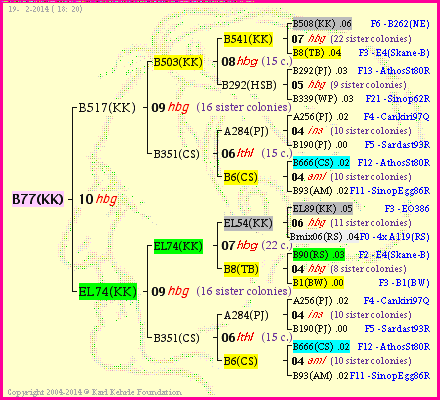 Pedigree of B77(KK) :
four generations presented