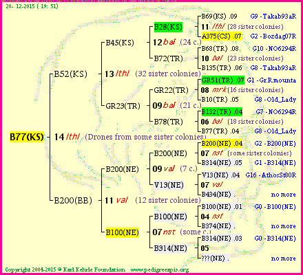 Pedigree of B77(KS) :
four generations presented