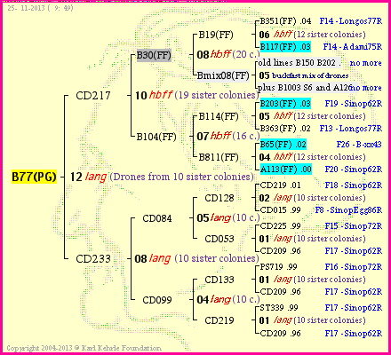 Pedigree of B77(PG) :
four generations presented