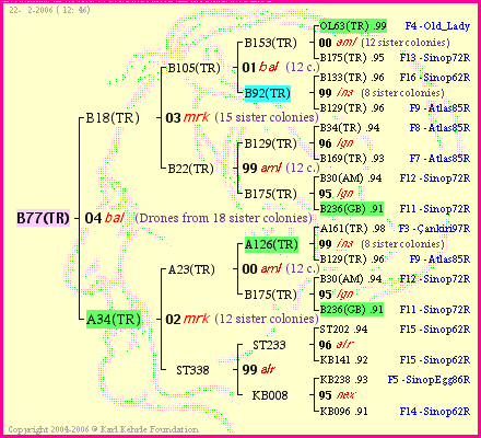 Pedigree of B77(TR) :
four generations presented<br />it's temporarily unavailable, sorry!