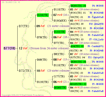 Pedigree of B77(TR) :
four generations presented