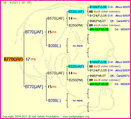 Pedigree of B770(JAF) :
four generations presented
it's temporarily unavailable, sorry!