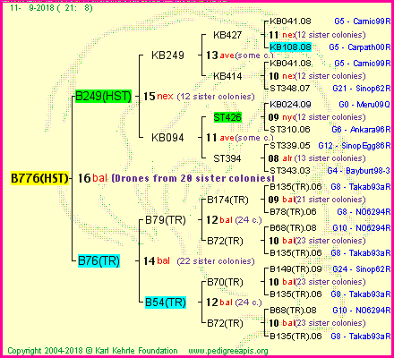 Pedigree of B776(HST) :
four generations presented