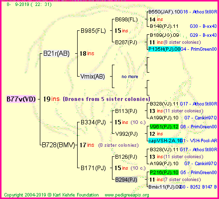 Pedigree of B77v(VD) :
four generations presented<br />it's temporarily unavailable, sorry!