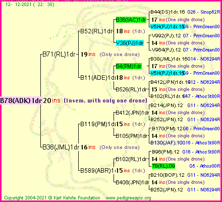 Pedigree of B78(ADK)1dr :
four generations presented
it's temporarily unavailable, sorry!