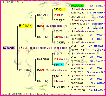 Pedigree of B78(AH) :
four generations presented
it's temporarily unavailable, sorry!