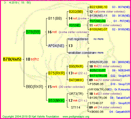 Pedigree of B78(AMS) :
four generations presented
it's temporarily unavailable, sorry!