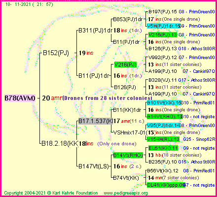 Pedigree of B78(AVM) :
four generations presented
it's temporarily unavailable, sorry!