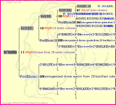 Pedigree of B78(BB) :
four generations presented