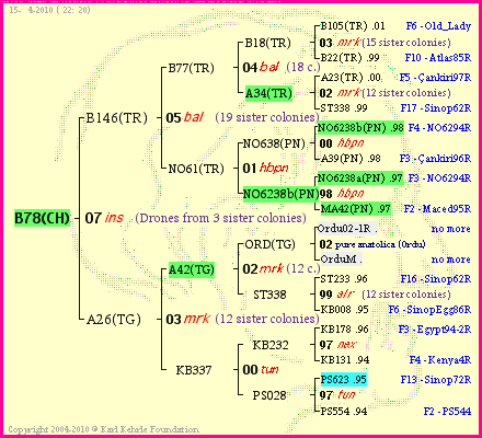 Pedigree of B78(CH) :
four generations presented