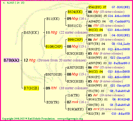 Pedigree of B78(KK) :
four generations presented