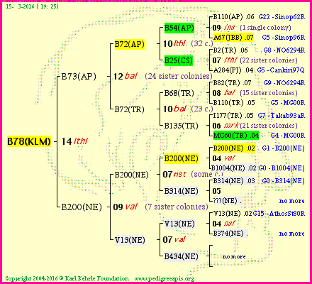 Pedigree of B78(KLM) :
four generations presented