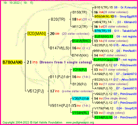 Pedigree of B78(MAN) :
four generations presented
it's temporarily unavailable, sorry!