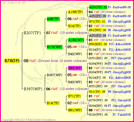 Pedigree of B78(TP) :
four generations presented