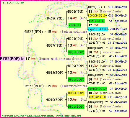 Pedigree of B782(BOP)1dr :
four generations presented