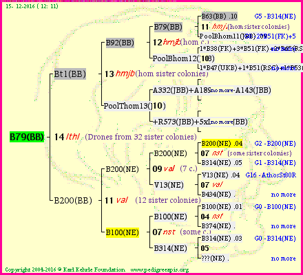 Pedigree of B79(BB) :
four generations presented