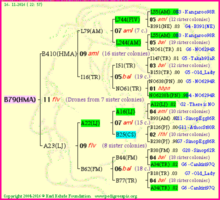 Pedigree of B79(HMA) :
four generations presented