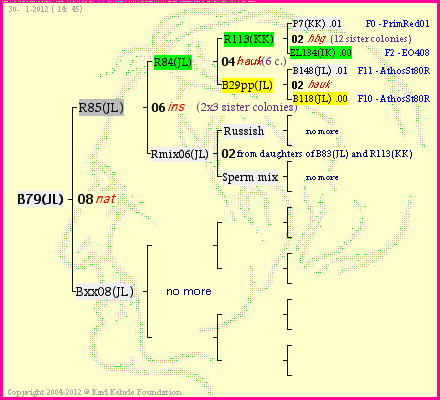 Pedigree of B79(JL) :
four generations presented