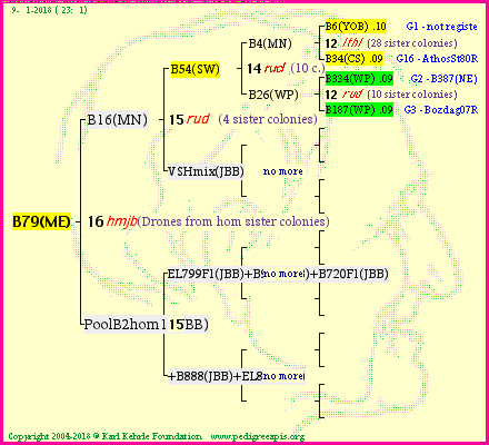 Pedigree of B79(ME) :
four generations presented