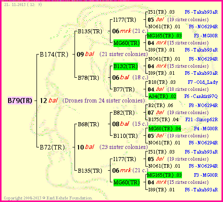 Pedigree of B79(TR) :
four generations presented