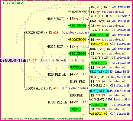 Pedigree of B790(BOP)1dr :
four generations presented