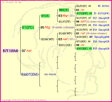 Pedigree of B7F1(XM) :
four generations presented