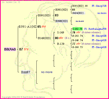 Pedigree of B8(AM) :
four generations presented
