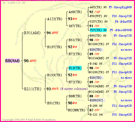 Pedigree of B8(AM) :
four generations presented<br />it's temporarily unavailable, sorry!