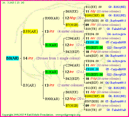 Pedigree of B8(AR) :
four generations presented