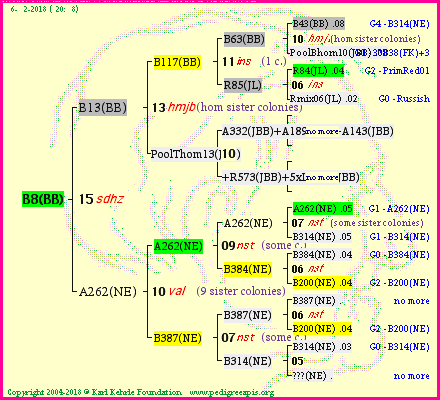 Pedigree of B8(BB) :
four generations presented