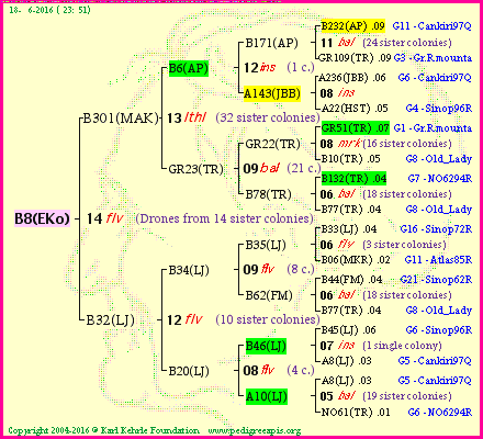 Pedigree of B8(EKo) :
four generations presented