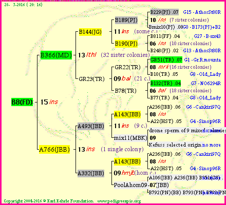 Pedigree of B8(FD) :
four generations presented