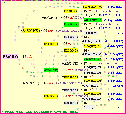 Pedigree of B8(GHK) :
four generations presented