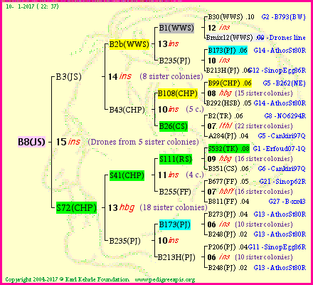 Pedigree of B8(JS) :
four generations presented