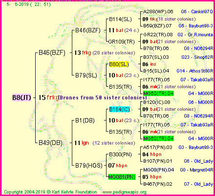 Pedigree of B8(JT) :
four generations presented<br />it's temporarily unavailable, sorry!