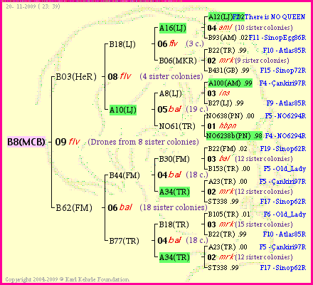 Pedigree of B8(MCB) :
four generations presented