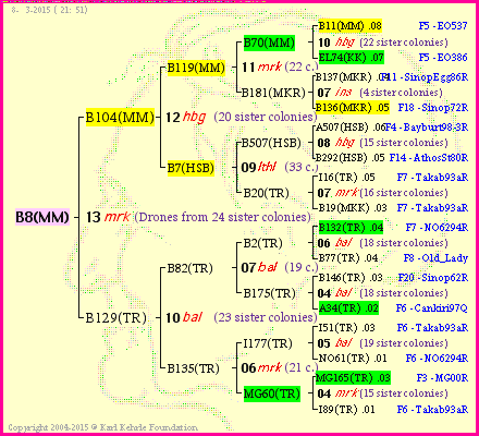 Pedigree of B8(MM) :
four generations presented