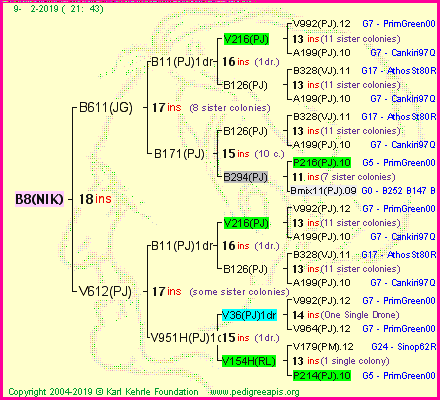 Pedigree of B8(NIK) :
four generations presented
it's temporarily unavailable, sorry!