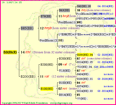 Pedigree of B8(RKR) :
four generations presented