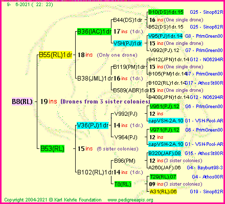 Pedigree of B8(RL) :
four generations presented
it's temporarily unavailable, sorry!