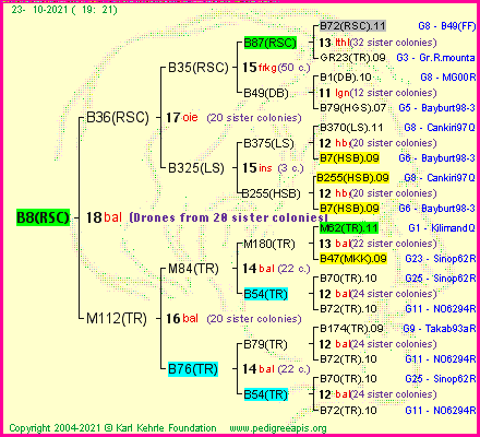 Pedigree of B8(RSC) :
four generations presented
it's temporarily unavailable, sorry!