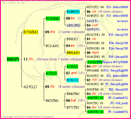 Pedigree of B8(SP) :
four generations presented