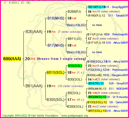 Pedigree of B80(AAA) :
four generations presented
it's temporarily unavailable, sorry!