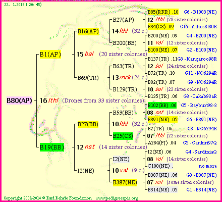 Pedigree of B80(AP) :
four generations presented<br />it's temporarily unavailable, sorry!